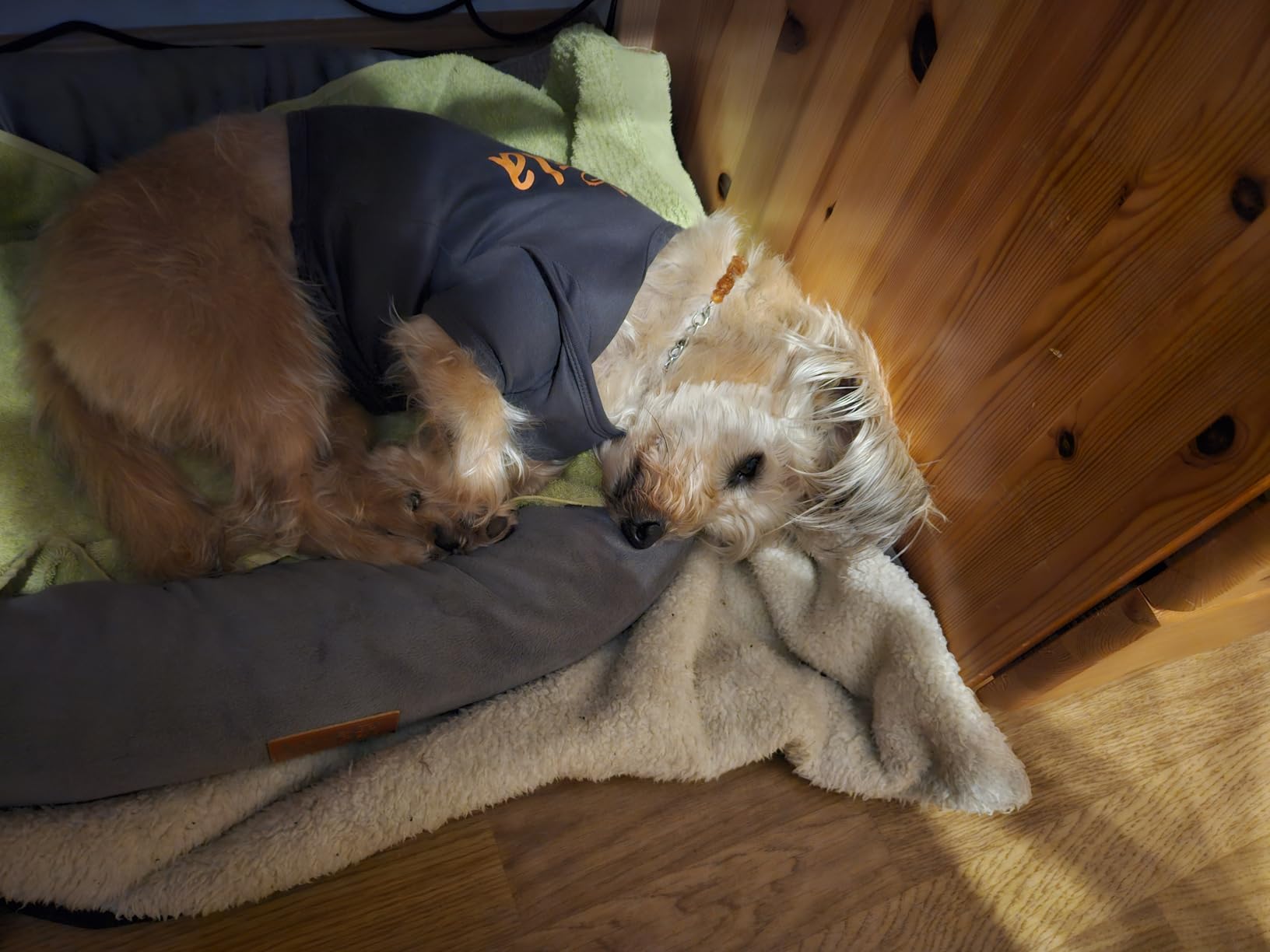Mein Hund meidet sie