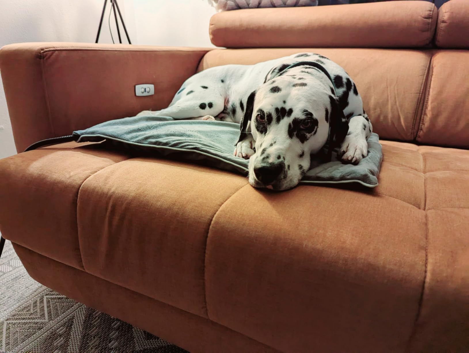 Mein Hund liebt sie
